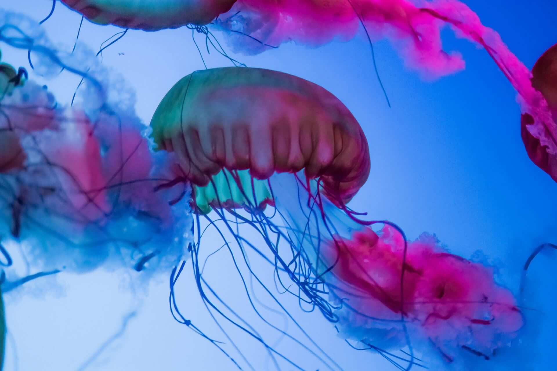 Marine Extracts